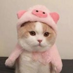 六六順