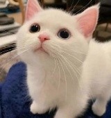 貓貓頭