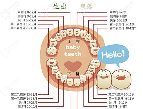 乳牙恒牙萌出時間表