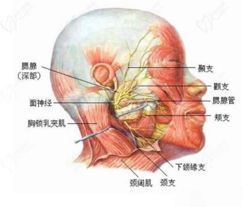 上海九 院丁偉拉皮手術(shù)費用